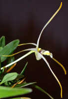 Dendrobium phalangium: Dendrobium phalangium Schltr., flower, lateral view, photo Ed de Vogel, Leiden cult. 20030418 (de Vogel & Vogel), from Papua New Guinea, Central Prov.