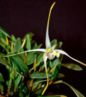 Dendrobium phalangium: Dendrobium phalangium Schltr., flower, oblique front view, photo Ed de Vogel, Leiden cult. 20030418 (de Vogel & Vogel), from Papua New Guinea, Central Prov.