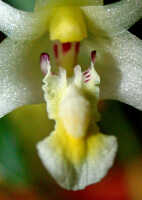 Dendrobium phalangium: Dendrobium phalangium Schltr., column and lip, front view, photo Ed de Vogel, Leiden cult. 20030418 (de Vogel & Vogel), from Papua New Guinea, Central Prov.