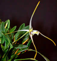 Dendrobium phalangium: Dendrobium phalangium Schltr., flower, oblique lateral view, photo Ed de Vogel, Leiden cult. 20030418 (de Vogel & Vogel), from Papua New Guinea, Central Prov.