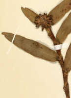 Glomera verrucifera: Glomera verrucifera Schltr., detail of herbarium sheet, Schlechter 18171, isotype specimen (L)