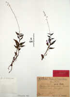 Crepidium fissum: Crepidium fissum (Schltr.) Szlach. (as Microstylis fissa Schltr.), herbarium sheet, Schlechter 19816 (isotype specimen BO)
