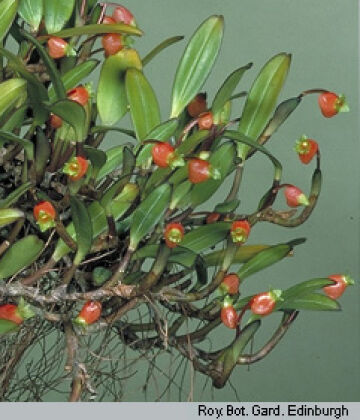 Mediocalcar uniflorum