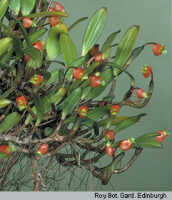 Mediocalcar uniflorum: Mediocalcar umboiense Schuit., inflorescence, photo A. Schuiteman, Leiden cult. 30682, detail