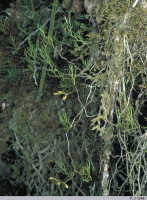 Octarrhena tenuis: Octarrhena tenuis (J.J.Sm.) J.J.Sm., in situ, photo P.J. Cribb, from Papua (Indonesia), Lake Habbema