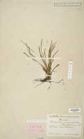 Dendrobium cadetioides: Dendrobium cadetioides Schltr., isotype specimen: Schlechter 19505 (L)
