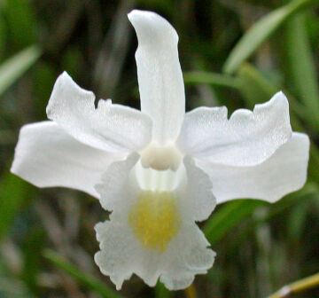 Dendrobium papilioniferum