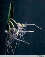 Dendrobium nitidissimum: Dendrobium nitidissimum Rchb.f., flowers, photo P. O'Byrne, based on O'Byrne D1026