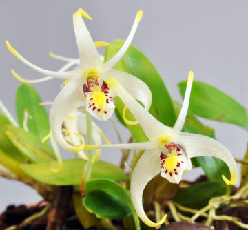Dendrobium dupense