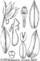 Hymenorchis serrata: Hymenorchis serrata Schltr., from Repert. Spec. Nov. Regni Veg. Beih. 21 (1928) t. 351, fig. 1355