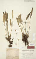 Dendrobium carinulatidiscum: Dendrobium carinulatidiscum J.J.Sm., holotype specimen: Lam 448 (L)