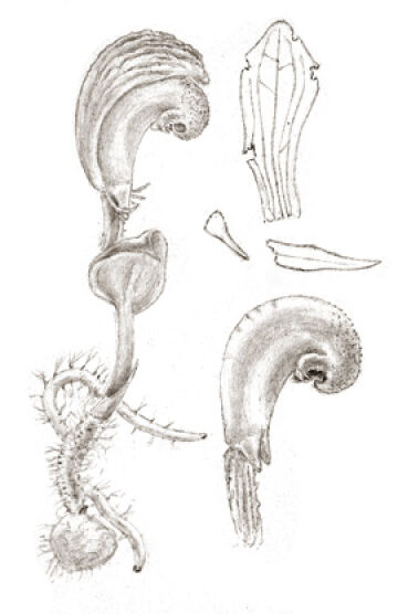 Corybas sexalatus
