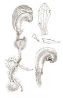 Corybas sexalatus: Corybas sexalatus J.J.Sm., drawing J.J. Smith, from Lam 1779