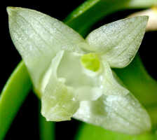 Dendrobium pemae: Dendrobium pemae Schltr., flower, front view, photo Ed de Vogel, National Capital Botanic Garden Port Moresby, from Papua New Guinea, locality not known