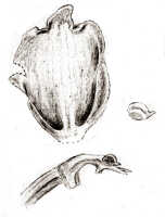 Bulbophyllum holochilum: Bulbophyllum holochilum J.J.Sm. var. pubescens J.J.Sm., floral analysis, drawing J.J. Smith, from Gjellerup 861