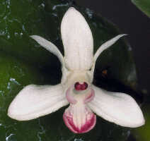 Dendrobium versteegii: Dendrobium versteegii J.J.Sm., photo John Cara, flower, front view, cult John Cara, from PNG.