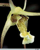 Dendrobium mekynosepalum: Dendrobium mekynosepalum Schltr., flower detail, photo B. Kieft, based on Leiden cult. 32079