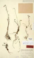 Octarrhena trigona: Octarrhena trigona (J.J.Sm.) P.Royen, as Chitonanthera trigona J.J.Sm., herbarium sheet, Lam 1738 (holotype specimen L)