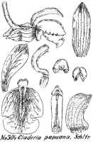 Claderia papuana: Claderia papuana Schltr., from Repert. Spec. Nov. Regni Veg. Beih. 21 (1923) t. 83, fig. 304