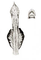Dendrobium phalangillum: Dendrobium phalangillum J.J.Sm., drawing J.J. Smith, based on De Kock 178