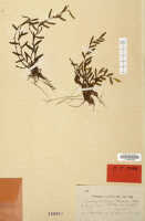 Bulbophyllum flavum: Bulbophyllum flavum Schltr., herbarium sheet, Schlechter 19479 (isotype L)