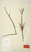 Oxystophyllum atropurpureum: Oxystophyllum atropurpureum Blume, holotype specimen: Zippelius 7 (L)