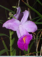 Arundina graminifolia: Arundina graminifolia (D.Don) Hochr., flower, from Leiden cult.