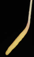 Bulbophyllum inauditum: Bulbophyllum inauditum Schltr., photo Malcolm Perry, from Perry s.n., Indonesia (New Guinea), provenance not known 
