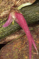 Bulbophyllum inauditum: Bulbophyllum inauditum Schltr., photo Malcolm Perry, from Perry s.n., Indonesia (New Guinea), provenance not known 