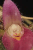 Bulbophyllum inauditum: Bulbophyllum inauditum Schltr., photo Malcolm Perry, from Perry s.n., Indonesia (New Guinea), provenance not known 