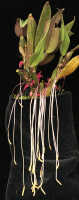 Bulbophyllum inauditum: Bulbophyllum inauditum Schltr., photo Malcolm Perry, from Perry s.n., Indonesia (New Guinea), provenance not known 