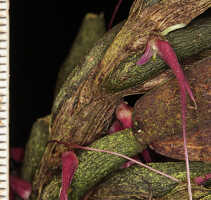 Bulbophyllum inauditum: Bulbophyllum inauditum Schltr., photo Malcolm Perry, from Perry s.n., Indonesia (New Guinea), provenance not known 