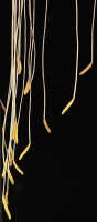 Bulbophyllum inauditum: Bulbophyllum inauditum Schltr., photo Malcolm Perry, from Perry s.n., Indonesia (New Guinea), provenance not known 