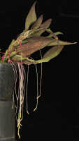Bulbophyllum inauditum: Bulbophyllum inauditum Schltr., photo Malcolm Perry, from Perry s.n., Indonesia (New Guinea), provenance not known 
