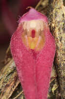 Bulbophyllum inauditum: Bulbophyllum inauditum Schltr., photo Malcolm Perry, from Perry s.n., Indonesia (New Guinea), provenance not known 