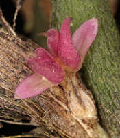 Bulbophyllum inauditum: Bulbophyllum inauditum Schltr., photo Malcolm Perry, from Perry s.n., Indonesia (New Guinea), provenance not known 