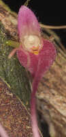 Bulbophyllum inauditum: Bulbophyllum inauditum Schltr., photo Malcolm Perry, from Perry s.n., Indonesia (New Guinea), provenance not known 