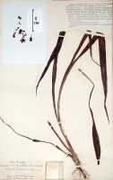 Calanthe englishii: Calanthe englishii Rolfe, herbarium sheet, Giulianetti s.n. (1896), holotype (K)