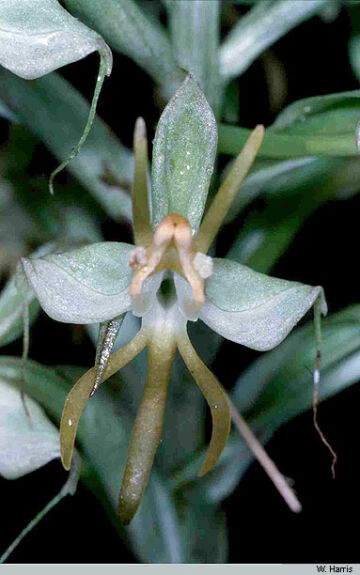 Habenaria trichaete