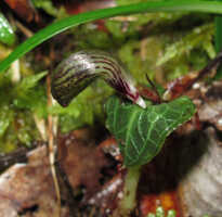 Corybas viridisepalus: Corybas viridisepalus S.P.Lyon, photo Stephanie Pimm Lyon, based on S.P. Lyon SPL 408 (holotype L)