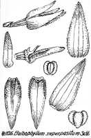 Bulbophyllum superpositum: Bulbophyllum superpositum Schltr., floral analysis, R. Schlechter in Repert. Spec. Nov. Regni Veg. Beih. 21 (1928) t. 294, fig. 1126