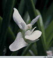 Dendrobium quinquelobum: Dendrobium quinquelobum (Schltr.) J.J.Sm., flower, photo J.B. Comber, based on Edinburgh cult.