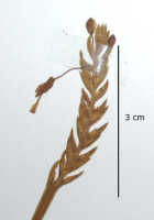 Liparis trachyglossa: Liparis trachyglossa Schltr., detail of herbarium sheet, Schlechter 20338 (isotype specimen BO)
