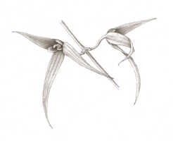 Bulbophyllum chloranthum: Bulbophyllum chloranthum Schltr. as Bulbophyllum solutisepalum J.J.Sm., flowers, drawing Darmosoediro, from Bogor cult. (Branderhorst) 293