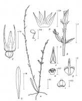 Taeniophyllum multiflorum: Microtatorchis wilhelminae P.Royen, drawing P. van Royen in Alp. Fl. New Guinea 2 (1979) 789, fig. 272