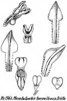 Taeniophyllum neotorricellense: Taeniophyllum neotorricellense (Schltr.) Kocyan & Schuit. (as Microtatorchis torricellensis Schltr.), drawing R. Schlechter in Repert. Spec. Nov. Regni Veg. Beih. 21 (1928) t. 354, fig. 1366