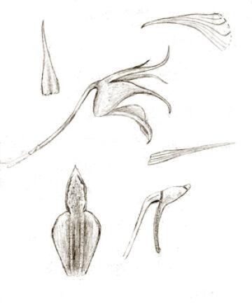 Dendrobium phalangillum