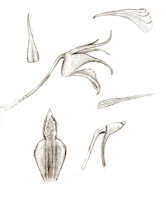 Dendrobium phalangillum: Dendrobium phalangillum J.J.Sm., drawing J.J. Smith, based on Versteeg 1536