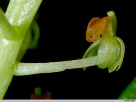 Liparis condylobulbon: Liparis condylobulbon Rchb.f., flower, lateral view, photo E.F. de Vogel, Leiden cult. 20030654