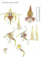 Dendrobium alexandrae: Dendrobium alexandrae Schltr., watercolour painting John Cara, plant habit, flower analysis. from PNG.